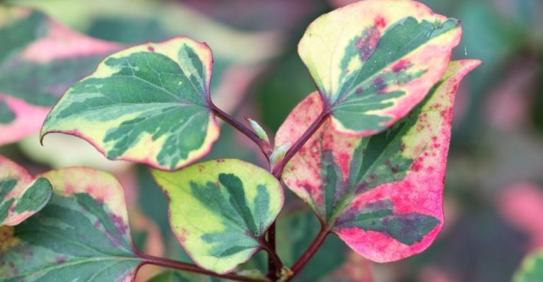 17 Indoor Plants That Surprise You by Changing Color