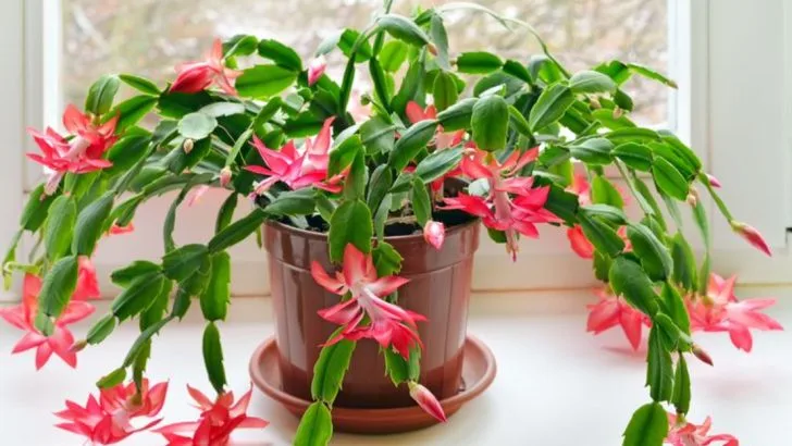 17 Low-Maintenance Plants That Don’t Require Deadheading