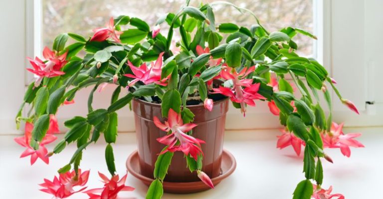 17 Low-Maintenance Plants That Don’t Require Deadheading