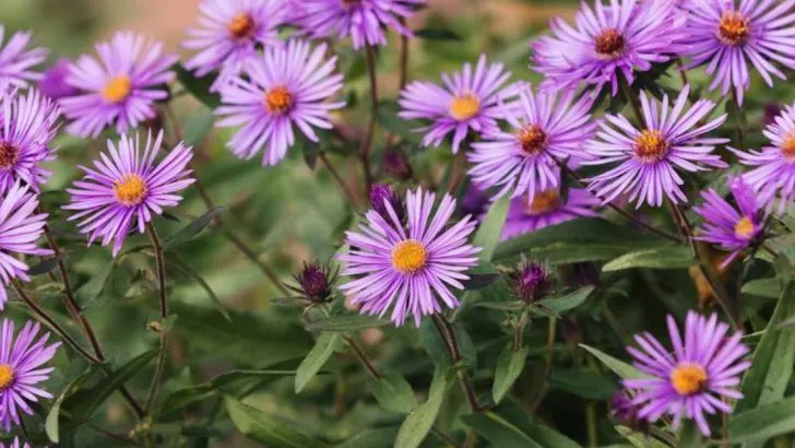 17 Native Wildflowers That Flourish in the Midwest