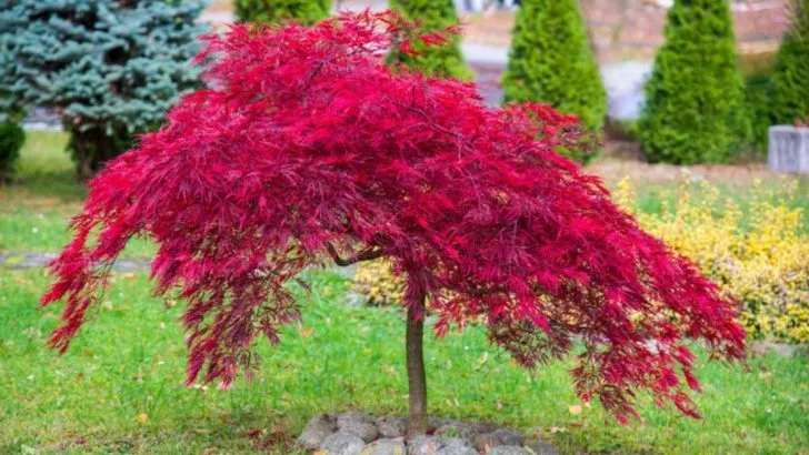 17 Ornamental Trees That Stay Beautiful Even in the Harshest Winters