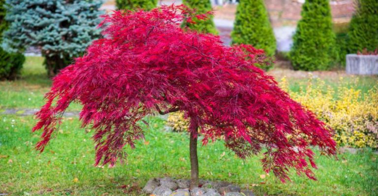 17 Ornamental Trees That Stay Beautiful Even in the Harshest Winters