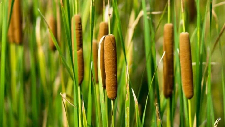 17 Plants That Can Handle Both Flooded and Dry Conditions