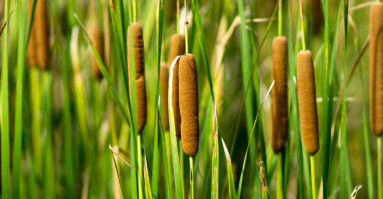 17 Plants That Can Handle Both Flooded and Dry Conditions