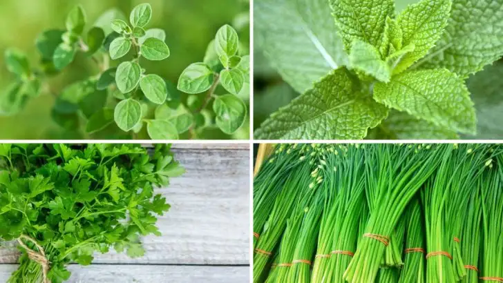 17 Popular Herbs Make The Perfect Filler Plants For Your Garden