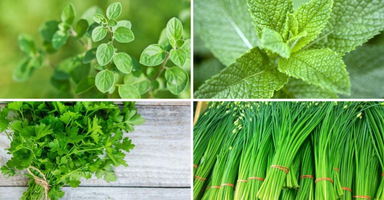 17 Popular Herbs Make The Perfect Filler Plants For Your Garden