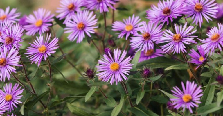 17 Prairie Flowers That Actually Love Coastal Conditions