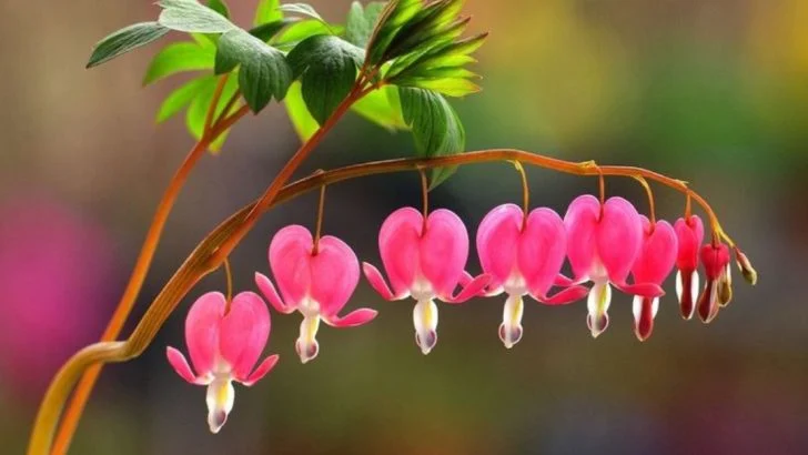 17 Shade-Loving Blooms Perfect for Forest Gardens