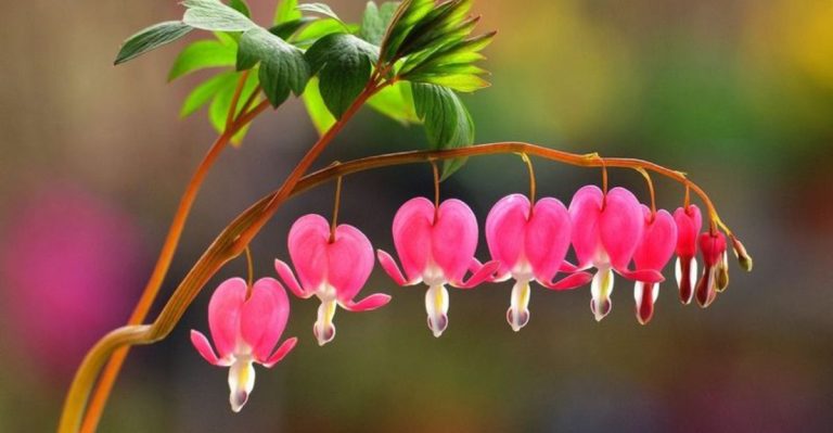 17 Shade-Loving Blooms Perfect for Forest Gardens