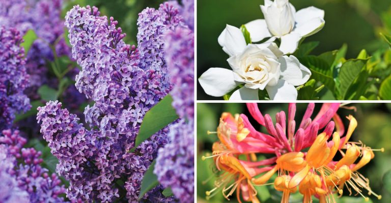 17 Shrubs That Smell Stronger After It Rains