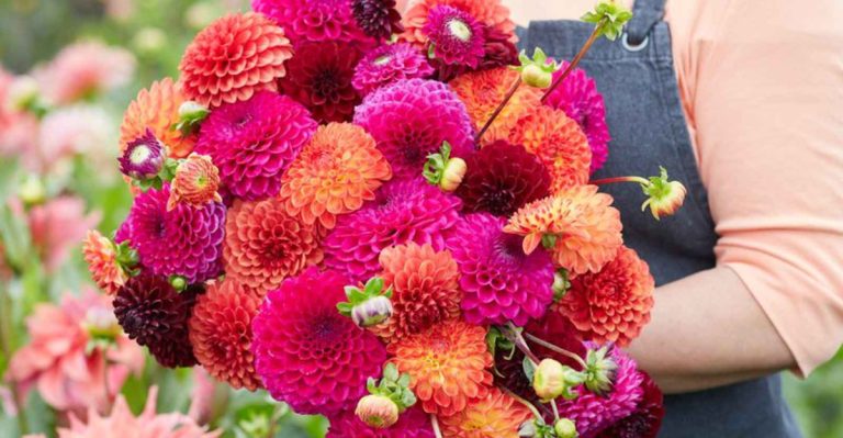 17 Summer-Blooming Bulbs To Plant In Early Spring: Don’t Miss Months Of Glorious Flowers