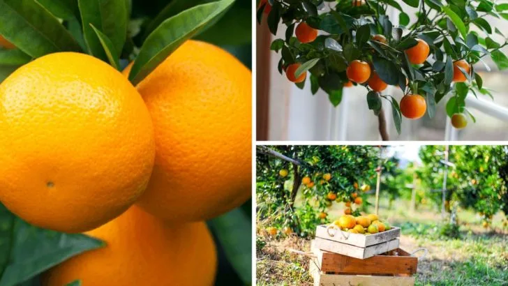 17 Things You Need to Know Before Growing an Orange Tree from Seed