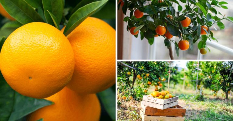 17 Things You Need to Know Before Growing an Orange Tree from Seed
