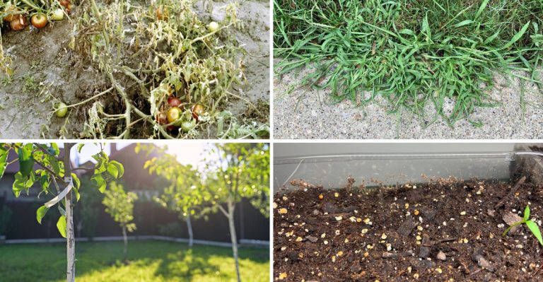 17 Top Garden Fails This Year (And How to Bounce Back Next Season)