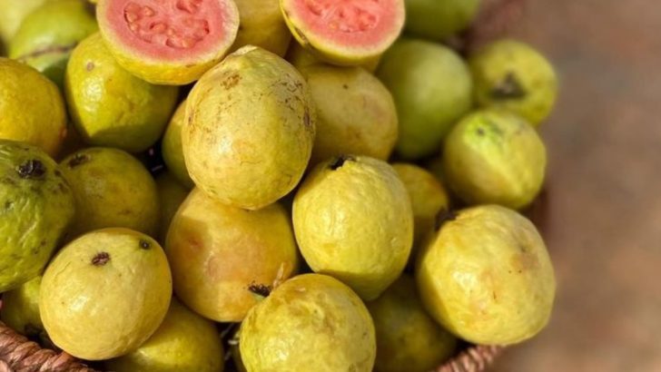 17 Tropical Fruits You Can Grow in Florida—Even in Small Backyards