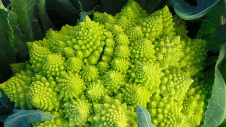 17 Vegetables That Look Too Strange to Be Real (But Are Delicious)