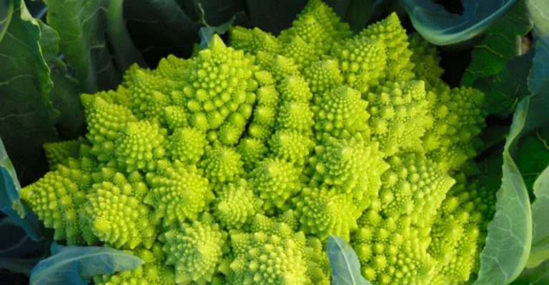 17 Vegetables That Look Too Strange to Be Real (But Are Delicious)