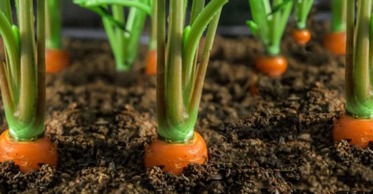 17 Vegetables You Can Still Direct Sow in Late Spring