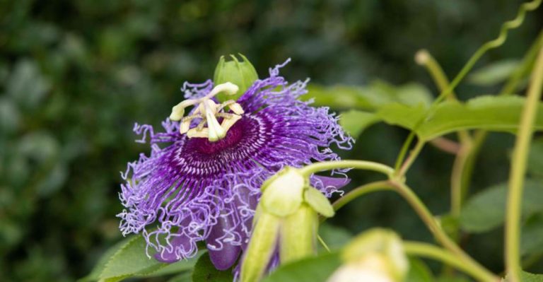 17 Vine Plants That Aren’t Worth Buying As Seedlings