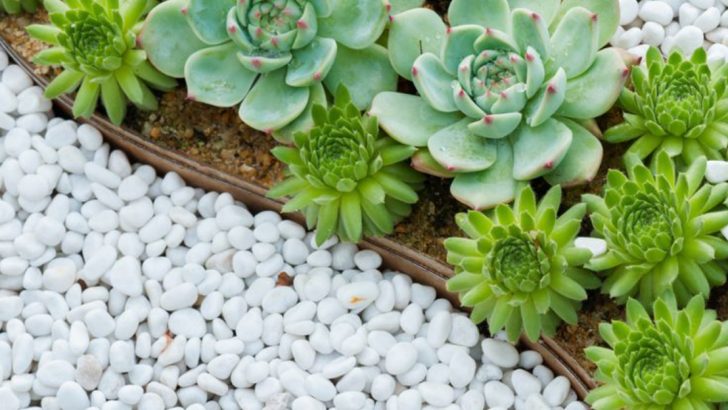 17 Ways to Create a Beautiful Rock Garden in Any Yard