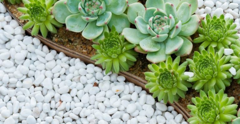 17 Ways to Create a Beautiful Rock Garden in Any Yard