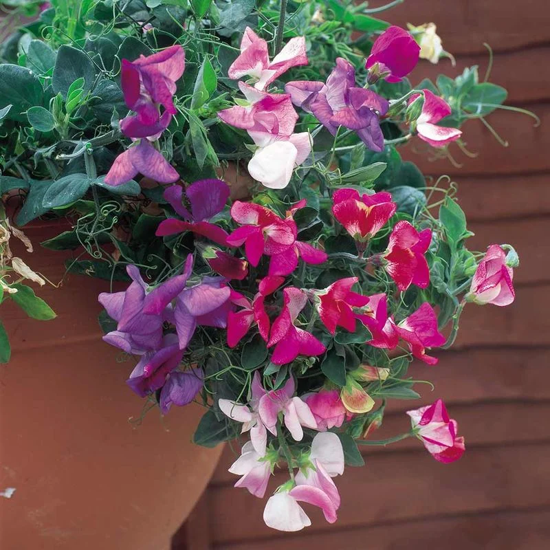 18. Trailing Sweet Peas