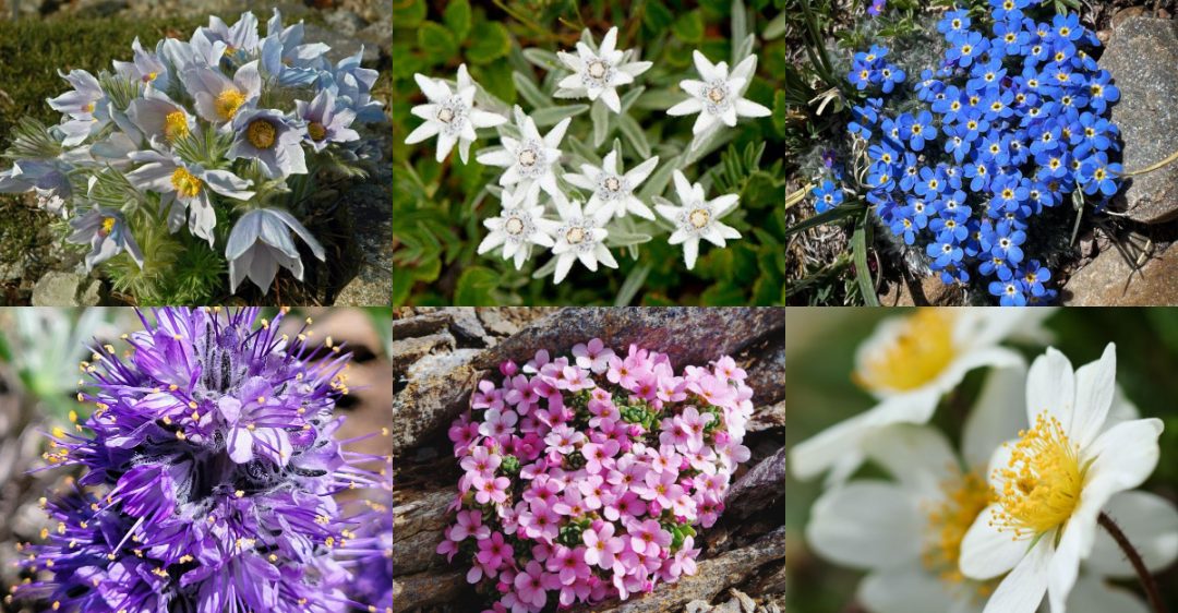 18 Alpine Flowers That Create A Mountain Garden Vibe - Plantisima