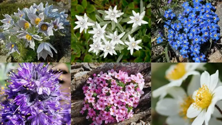 18 Alpine Flowers That Create A Mountain Garden Vibe