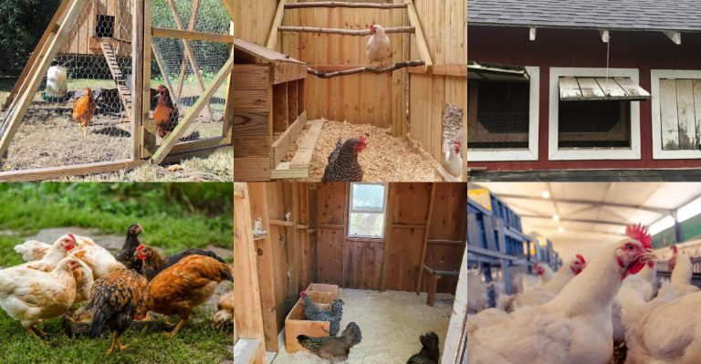 18 Common Mistakes New Chicken Keepers Make (and How to Avoid Them)