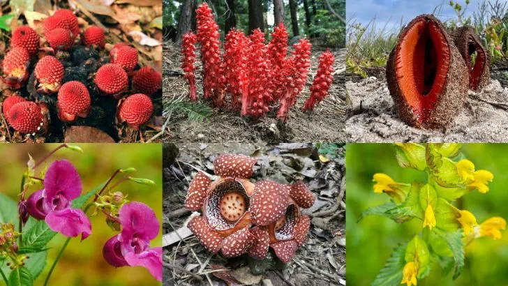18 Garden Flowers That Are Actually Parasitic and Steal from Nearby Roots