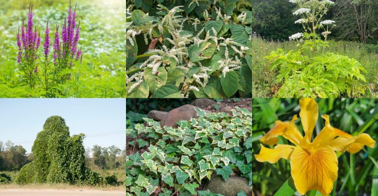 18 Perennials That Are Illegal to Plant in Some U.S. States