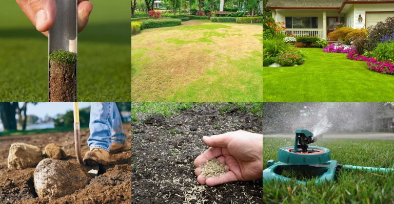 18 Tips for Getting Rid of a Dead Lawn and Planting a New Grass That Thrives