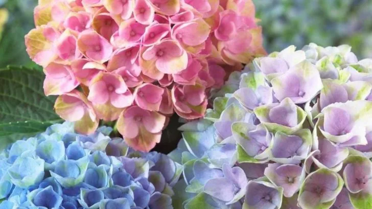 18 Backyard Plants That Look Expensive But Are Actually Budget-Friendly