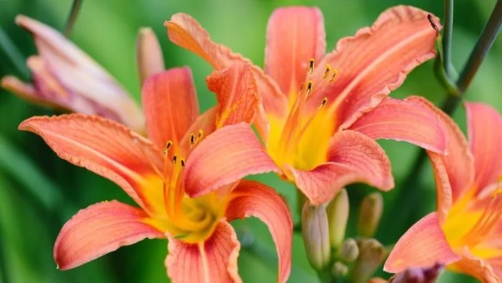 18 Blooms That Thrive in Cluttered, Overgrown Gardens