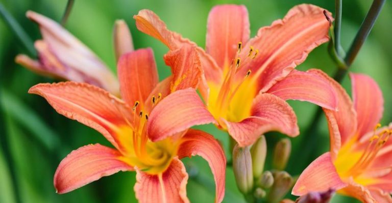 18 Blooms That Thrive in Cluttered, Overgrown Gardens