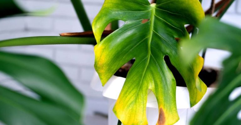 18 Clues Your Houseplants Are Craving Something They’re Not Getting