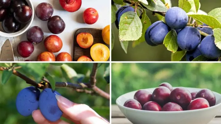 18 Easy Steps to Plant a Plum Seed and Grow Your Own Fruit Tree