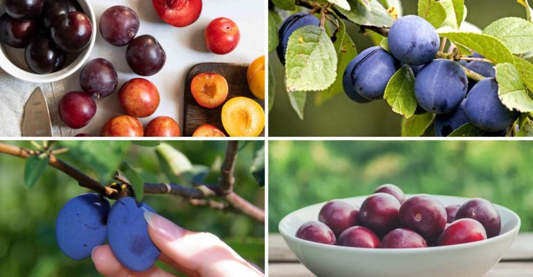 18 Easy Steps to Plant a Plum Seed and Grow Your Own Fruit Tree