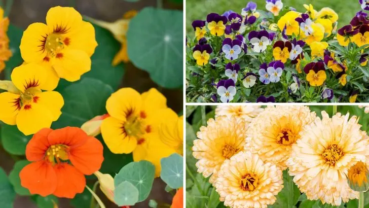 18 Edible Flowers That Taste Better Than They Look