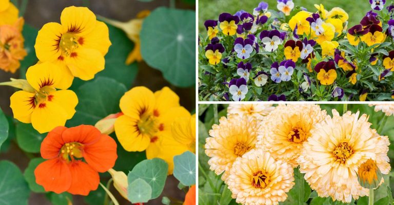 18 Edible Flowers That Taste Better Than They Look