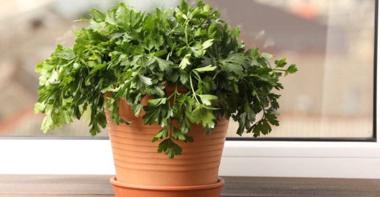 18 Edible Plants You Can Grow Indoors Year-Round