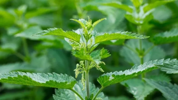 18 Edible Weeds You Can Harvest Like Regular Vegetables