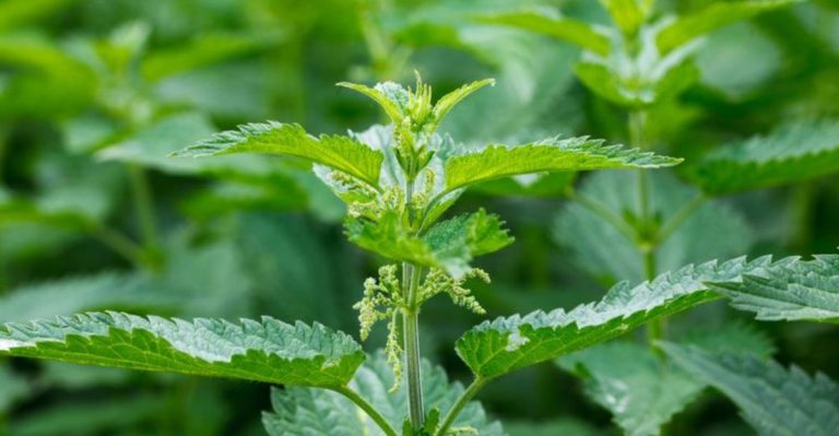 18 Edible Weeds You Can Harvest Like Regular Vegetables