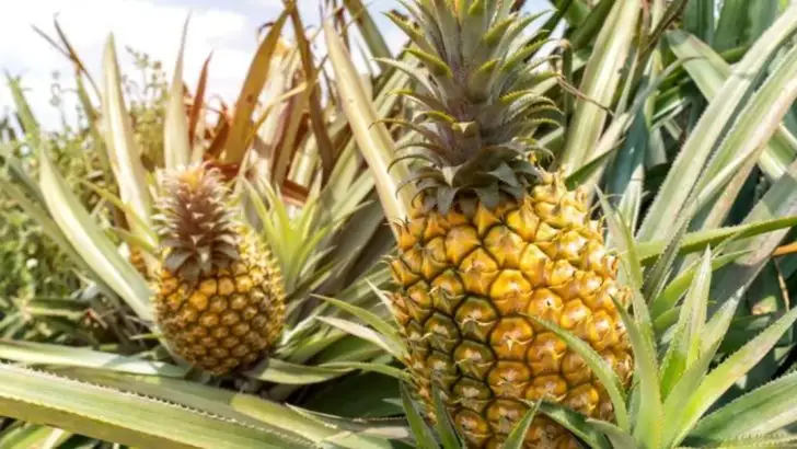 18 Fast-Growing Fruits That Thrive in Florida’s Humid Climate