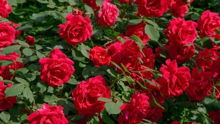 18 Flowers That Bloom More the More You Cut Them