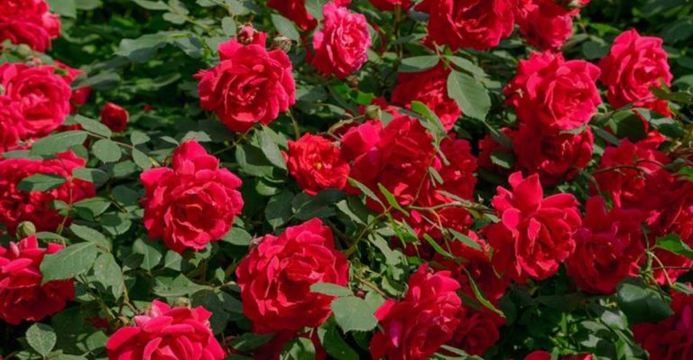 18 Flowers That Bloom More the More You Cut Them