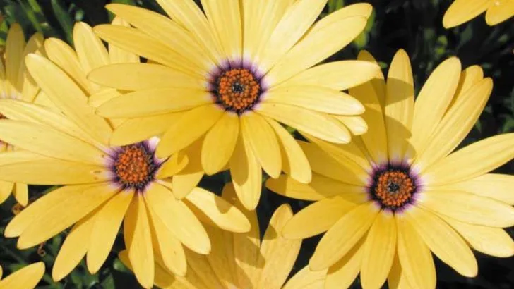 18 Garden Plants That Smell Better After Rain