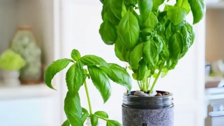 18 Herbs That Thrive Indoors and Keep Your Kitchen Smelling Fresh