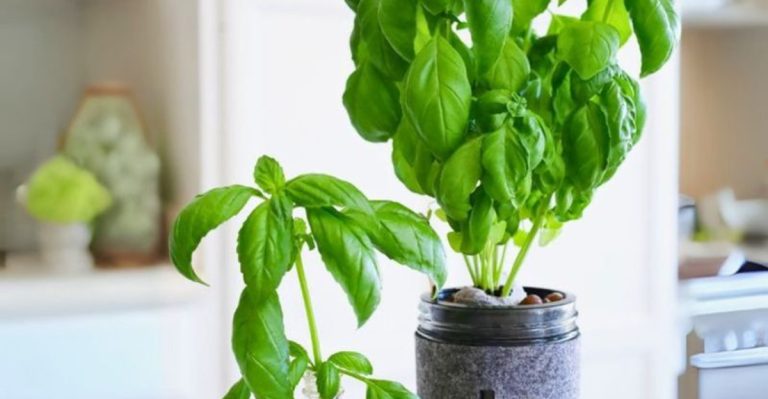 18 Herbs That Thrive Indoors and Keep Your Kitchen Smelling Fresh