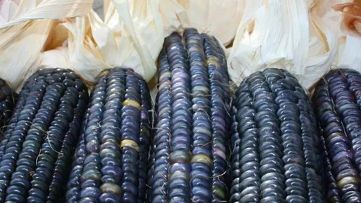 18 Heritage Seeds That Came Dangerously Close to Being Lost